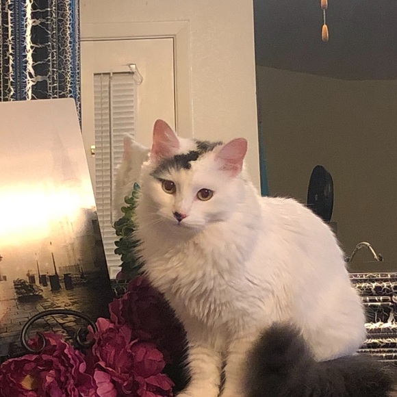 Meet your Posher, Kimberly - Picture 10 of 13